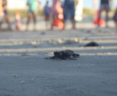 108 tartaruguinhas foram soltas na praia do Atalaia
